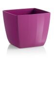 SANTIAGO COLOUR 20 PEONIA