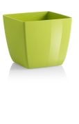 SANTIAGO COLOUR 20 CEDRO
